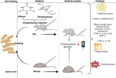 Corchorus olitorius extract exhibit anti-hyperglycemic and anti-inflammatory properties in rodent models of obesity and diabetes mellitus